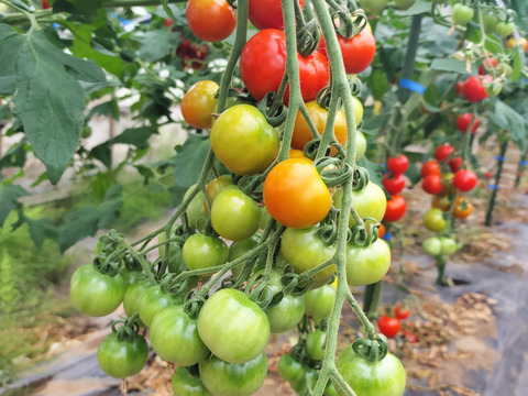 完熟ミニトマト　1.5ｋｇ★　パチャママ農園