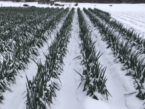ラストスパート＊雪中ねぎ＊  2.5㎏