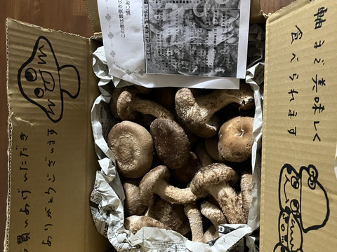 ☆規格外品☆見た目を気にせずお得に美味しいしいたけを食べたい方必見！たっぷり1ｋｇ