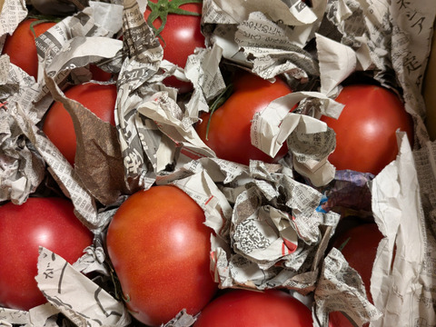 毎食トマト！バクバク食べちゃう栄ちゃんトマト　食べやすい小さめサイズ