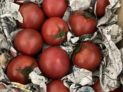 毎食トマト！バクバク食べちゃう栄ちゃんトマト　食べやすい小さめサイズ