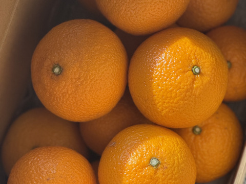 完熟！新春収穫予定【スイートスプリング】4ｋｇ程度