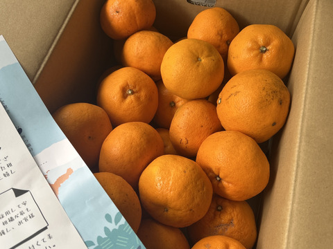 希少品種！！口の中でぷちぷちと弾ける新食感！！愛媛県産はるみ５kg入【山採り無選別商品】