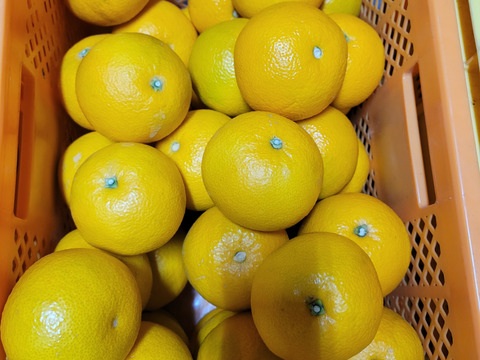 【特別栽培】和歌山県産【極ウマ】　八朔(10kg)