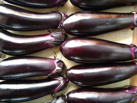 固定種 真黒茄子」美味い中長なす 1kg：岡山県産のナス｜食べチョク