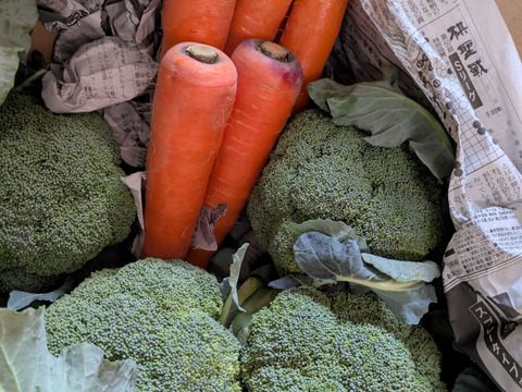 赤城の寒締めブロッコリー！６コ入り(約1.9kg）※化学農薬不使用