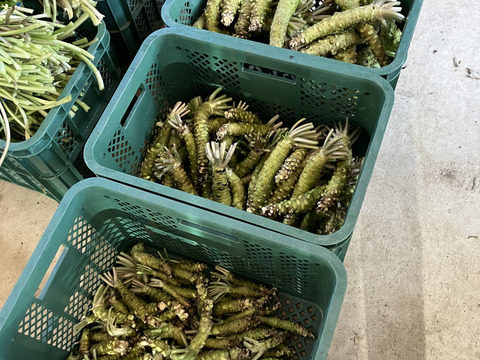 訳あり特価「富士山わさび」実生種(大100g程度)    2本セット　毎週土曜日(収穫当日)の発送です