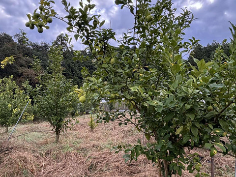 自然栽培グリーンレモン（ビラフランカ）【限定出荷】