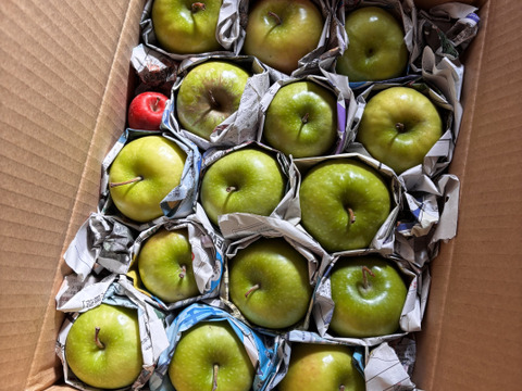 グラニースミス ミニ小玉ちゃん約16玉(約2.5㎏）
欧米で青りんごといえばこれ　アップルパイにおすすめ
家庭用も含み、バラ詰めでお届け
丸かじりでどうぞ　信州長野県産