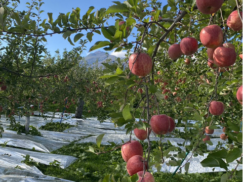 ”紅りんご好き”特別栽培りんご「ふじ」Ａ品小玉・5㎏