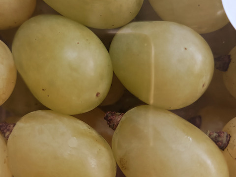 岡山県産、翠峰(すいほう)1kg粒(500g×2パック)