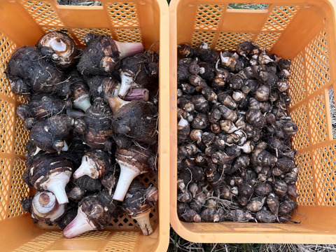 【自然栽培】ほくほく、もっちり！徳島県産 えび芋 ３kg（親芋・小芋混合）