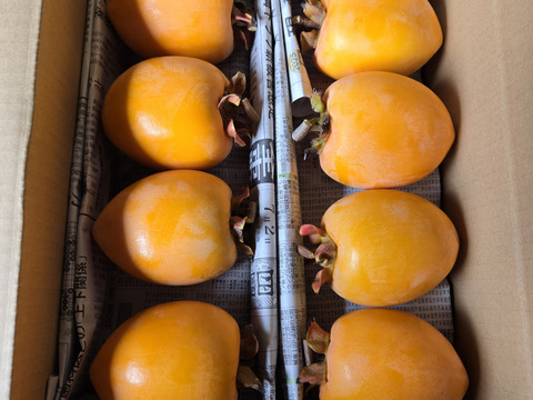 ★干し柿用　秀品！！　大サイズ　40～45個　正味10kg～　愛宕柿　枝つき　慣行栽培品　渋柿