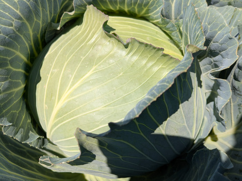 ３玉🌊寒玉🌊ミネラル🌊キャベツ