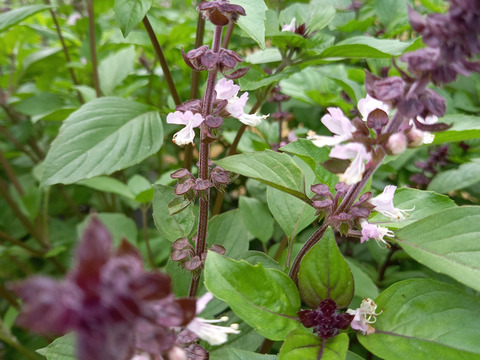 シナモンバジル　500g