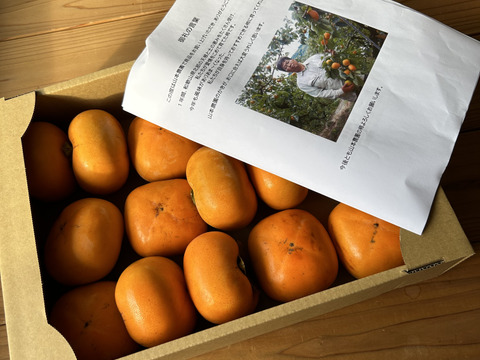 さぁ、秋をかじろう！和歌山秋の味覚　たねなし柿　家庭用　お試しサイズ小箱（3㎏前後）　※9月23日より順次発送です