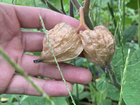 食べるサプリ♪ 自然栽培食用ほおずき400g