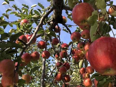 紅玉譲りの爽やかな酸味　お菓子作りなどにも　青森県産　サンジョナゴールド　家庭用　約5キロ