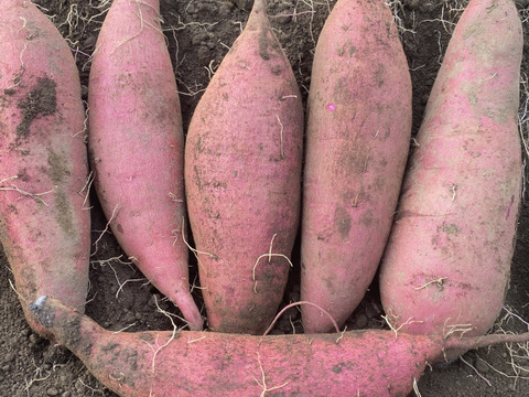 【きよちゃん様専用商品】べにはるか20kg