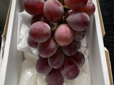 【夏ギフト】藤稔 大つぶ黒ぶどう1房