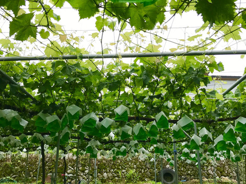 パリッと新鮮☆シャインマスカット2房約1.0-1.3kg【冷蔵便】《中箱》　贈答　ギフト　家庭用にも　#05