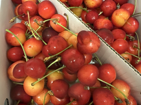 【 最終20箱限定🍒 】【 紅秀峰 】さくらんぼ 山形県天童産 訳あり 1kg 秀•特秀【 朝どれ 】