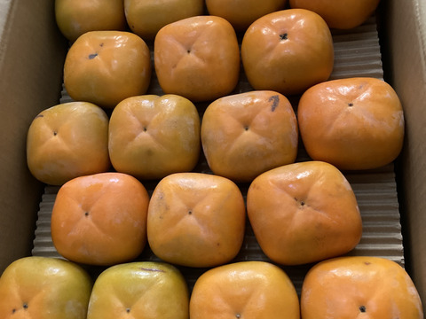 9月中旬から順次発送(自家用)和歌山県産たねなし柿M・Lサイズ(36個～40個)