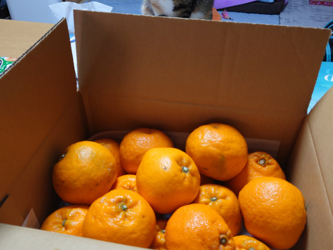 めちゃデカ　濃厚完熟みかん【大玉はるみ】
４Ｌ以上　4.5ｋｇ