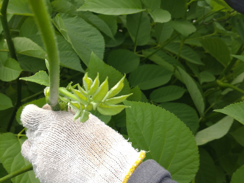 【まとめ買い用】ウドの芽（ウドの穂先）🌿ウドの先端の若芽（穂先）🌿天ぷらに☆５本分☆農薬、除草剤、化学肥料不使用☆（まとめ買い用 チルド配送）