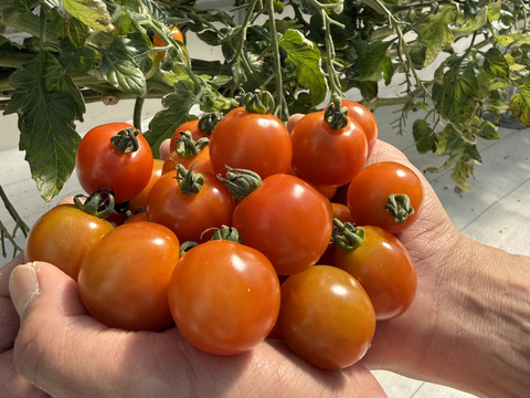 甘みとコクの赤ミニトマト1kg｜福島県大熊町産｜サンゴ砂礫農法