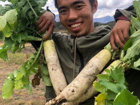 今が旬！！　大根　５kg　　（4~7本）