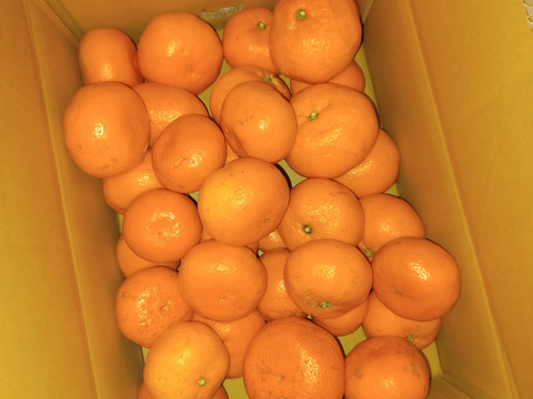 【訳あり】濃厚なコクと酸味がおいしい！有田みかん★早生★自家製堆肥栽培★定番5kg★和歌山★