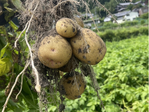 徳島産新じゃがいもキタアカリ20キロ 新じゃがいも キタアカリ 20kg箱込 50-100 郵 徳島県産 農家直送