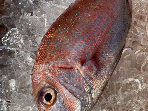 獲れたて直送❗️和歌山の旬が詰まった鮮魚BOX(中サイズ)❗️