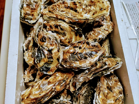 【水産庁補助事業　送料無料】🦪 生食用３ｋｇ（18~48粒） 殻付き 牡蠣 牡蛎 殻付き牡蛎 kaki カキ 松島牡蠣屋 生牡蠣にも、BBQに最適🔥 海産物 オイスター A