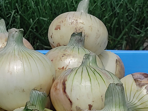 淡路島産野菜10キロ箱 淡路島，野菜セット(風袋込みの10キロ箱)：兵庫県産の野菜セット