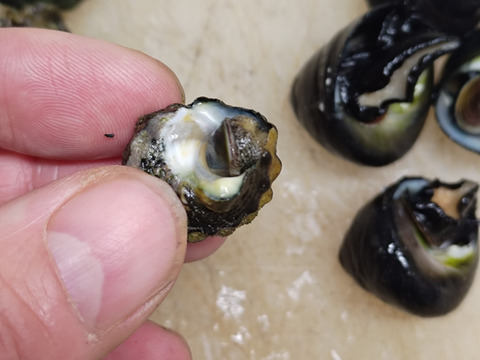 【謹製】スガイ/ニナ貝/ミナ貝/酒茹で/500g/無添加調味料使用【調理済み】【冷凍】