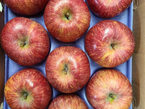 今年の出来は、大粒　桃農家のりんご （サンふじ）３ｋｇ（９個位）サクッとジューシー　最高の出来栄えです