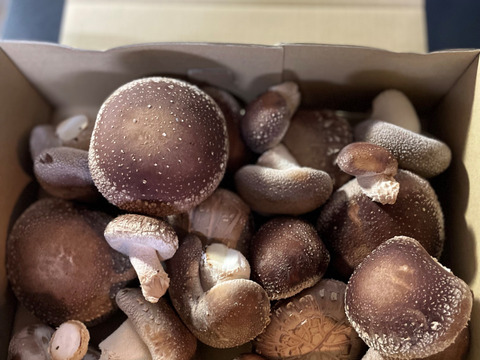 足まで美味しい！『足迄旨治郎』椎茸　不揃い１㎏
