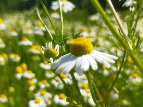奥出雲産 自家栽培カモミールティー
15g✖3個入り