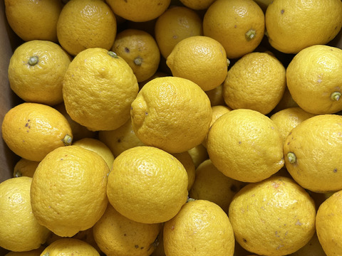 【和歌山県産】有田市からお届け！丸ごと使える自然派レモン5kg