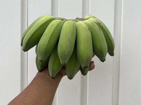 南国育ちのナムア系バナナ（一房）