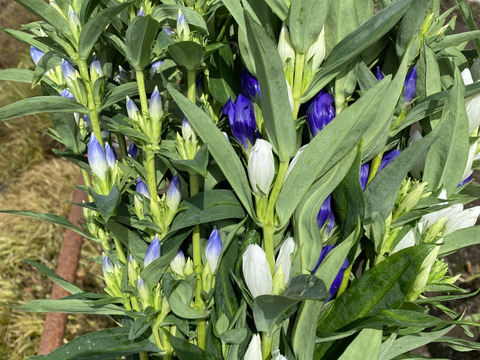 リンドウ　100本　りんどう