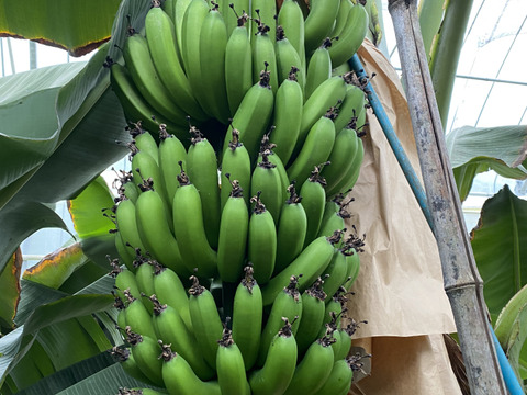 国産青バナナ粉　青バナナパウダー　グリーンバナナパウダー　200g