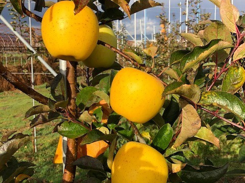 【りんご】幸せの黄色いりんご「はるか」贈答家庭用ミックス2ｋｇ　愛ある甘さ　お試しサイズ