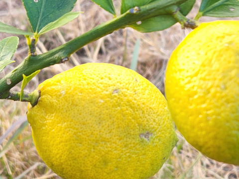 初なり❗種なしレモン娘(5個)