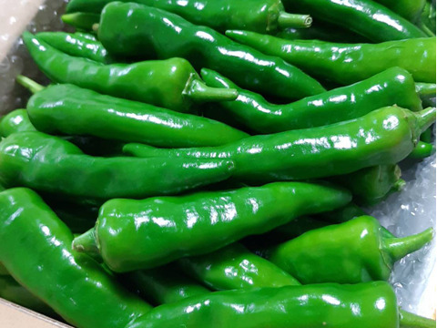 ラストセール★生青鬼とうがらし　宅急便コンパクト箱いっぱい