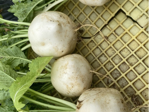 【訳あり】【朝採れたて】京都産サラダ・ラティーナ（サラダカブ）3.0kg　（15～20個）