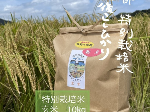 ＜新米＞玄米  R５年産 特別栽培米　京都コシヒカリ 10K