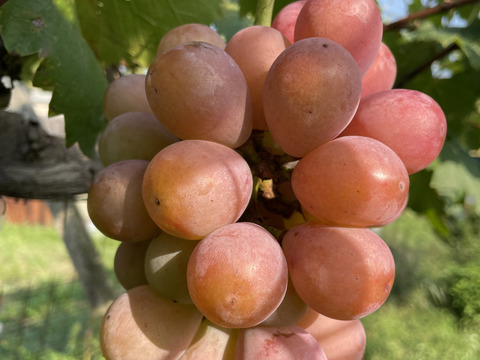 ク④【クイーンニーナ】2kg化粧箱（4~6カット房）